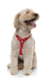 Sugar Rush H Harness - Cherry Charge