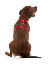 Sugar Rush H Harness - Cherry Charge