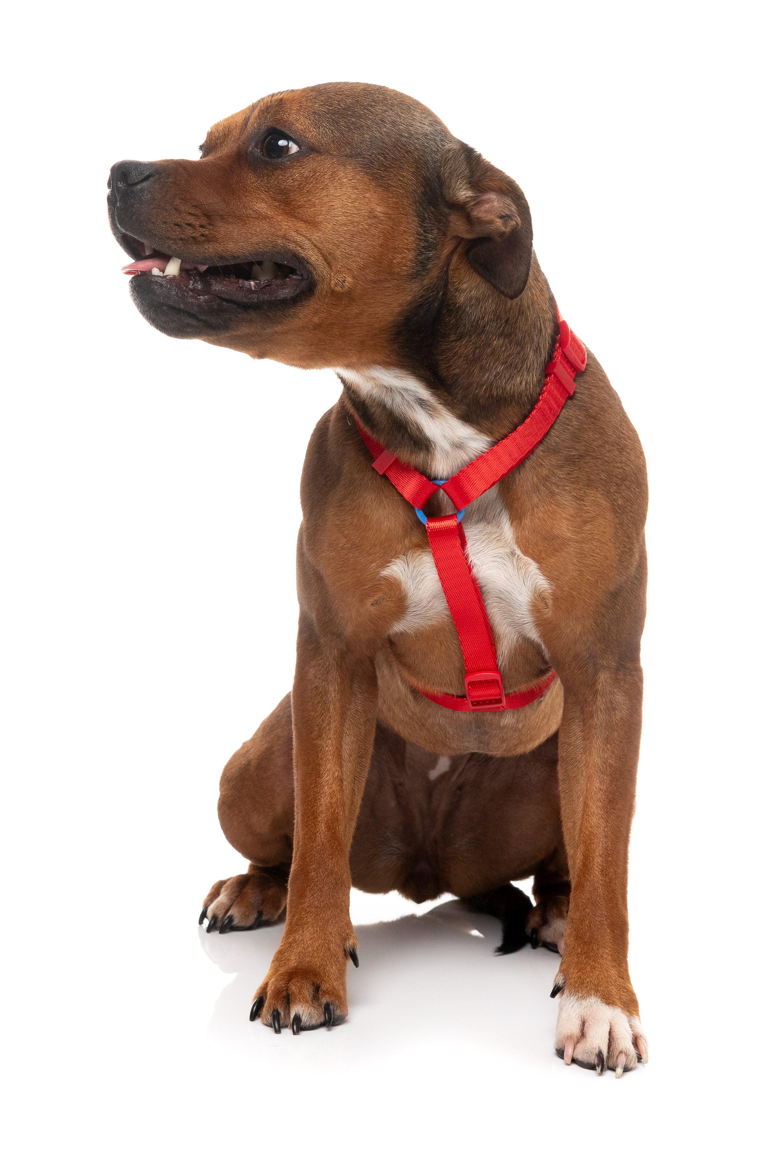 Sugar Rush H Harness - Cherry Charge