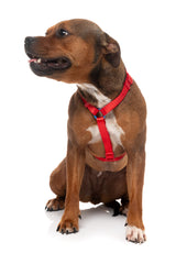 Sugar Rush H Harness - Cherry Charge