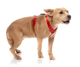 Sugar Rush H Harness - Cherry Charge