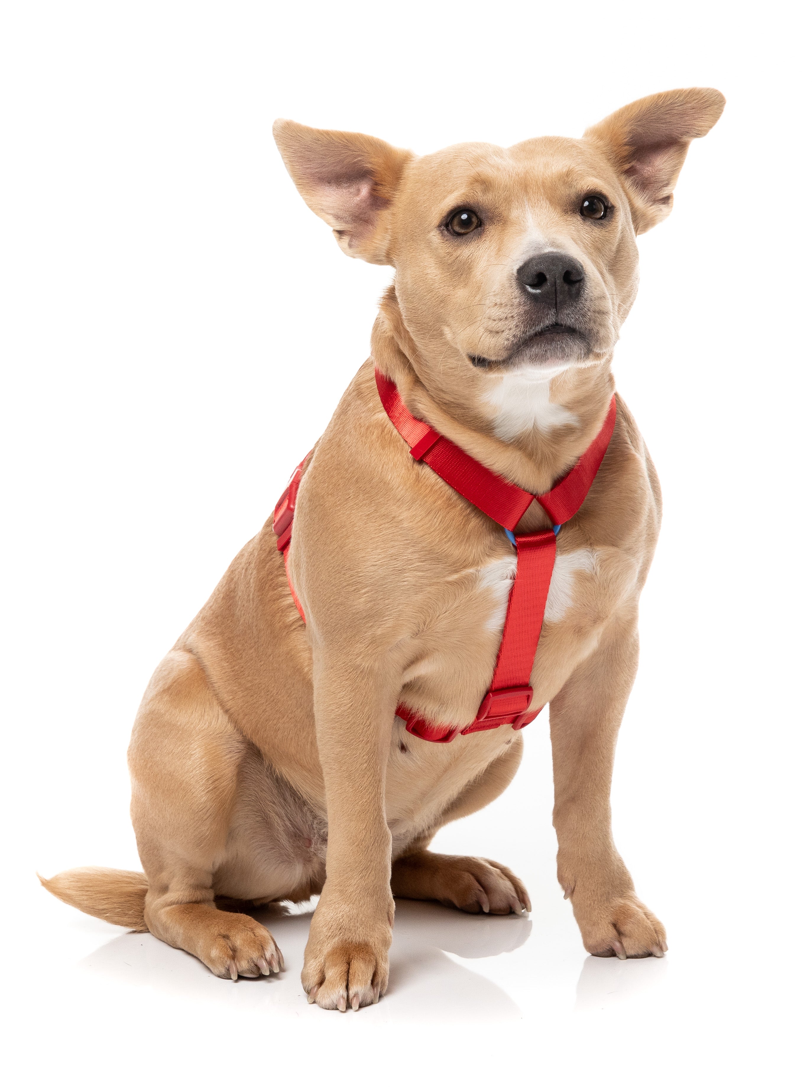 Sugar Rush H Harness - Cherry Charge