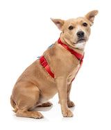 Sugar Rush H Harness - Cherry Charge