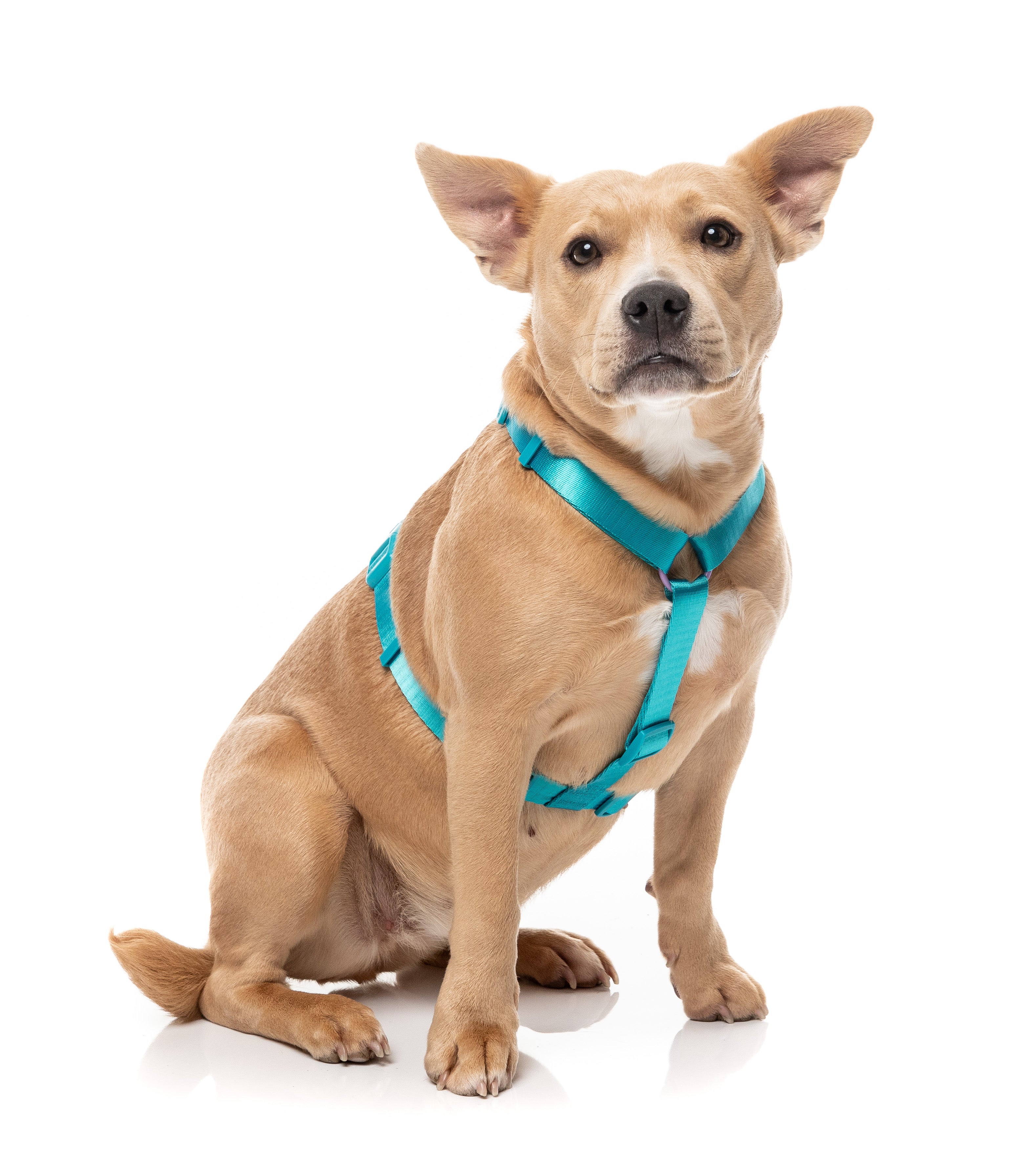 Sugar Rush H Harness - Sugar Cloud