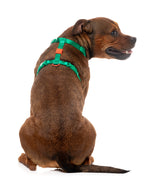 Sugar Rush H Harness - Sour Patch