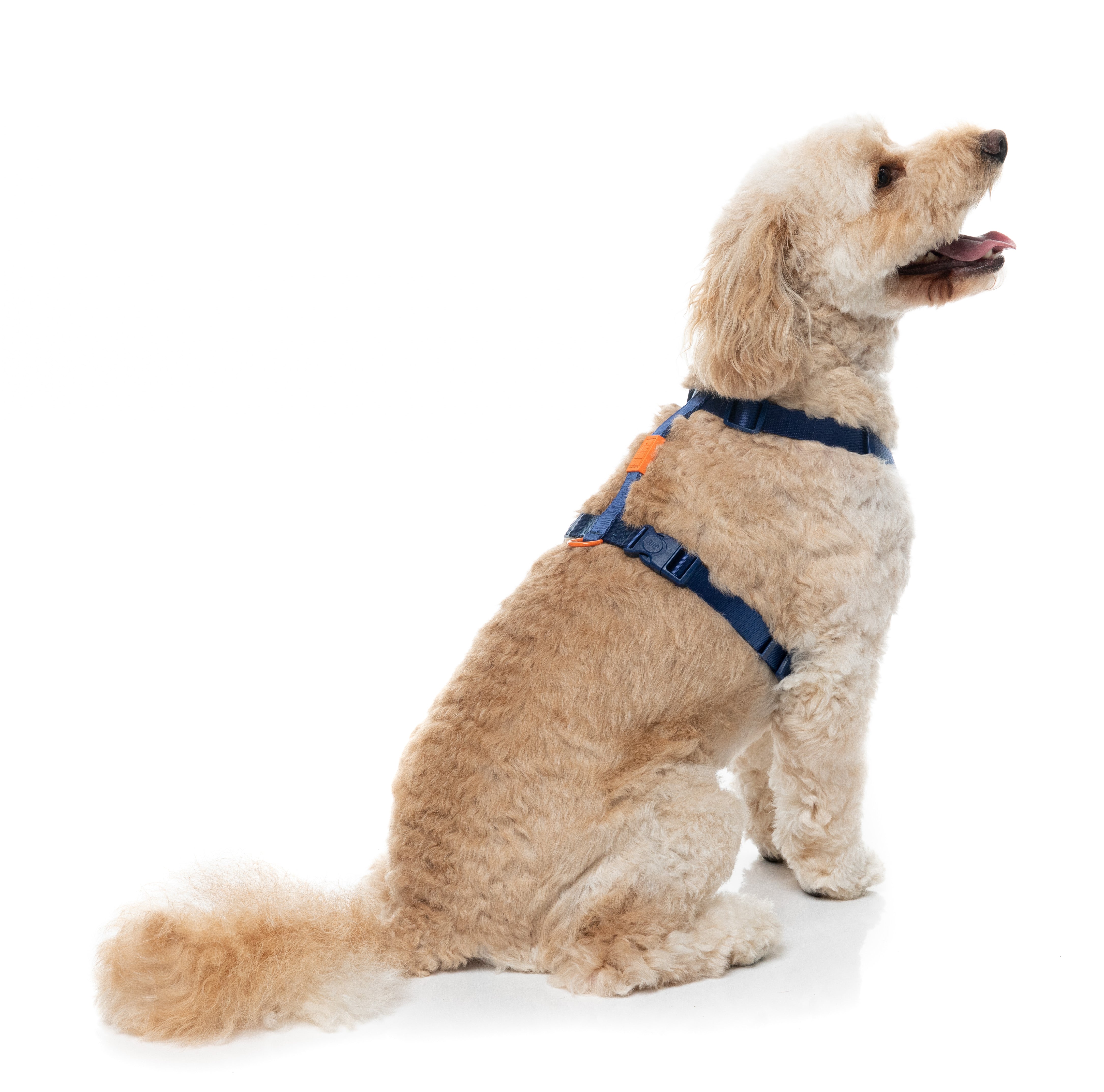 Sugar Rush H Harness - Tangerine Twist