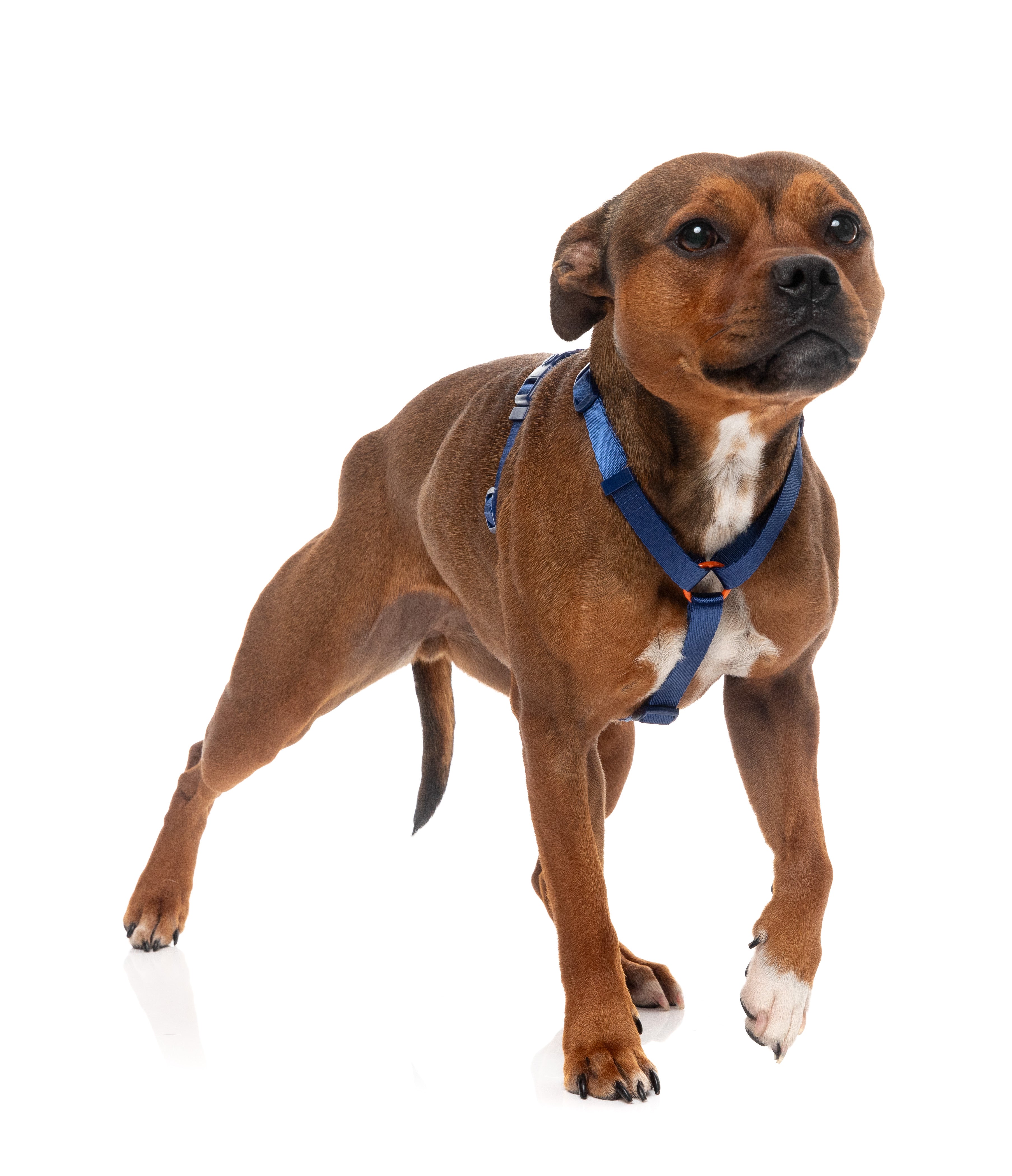 Sugar Rush H Harness - Tangerine Twist
