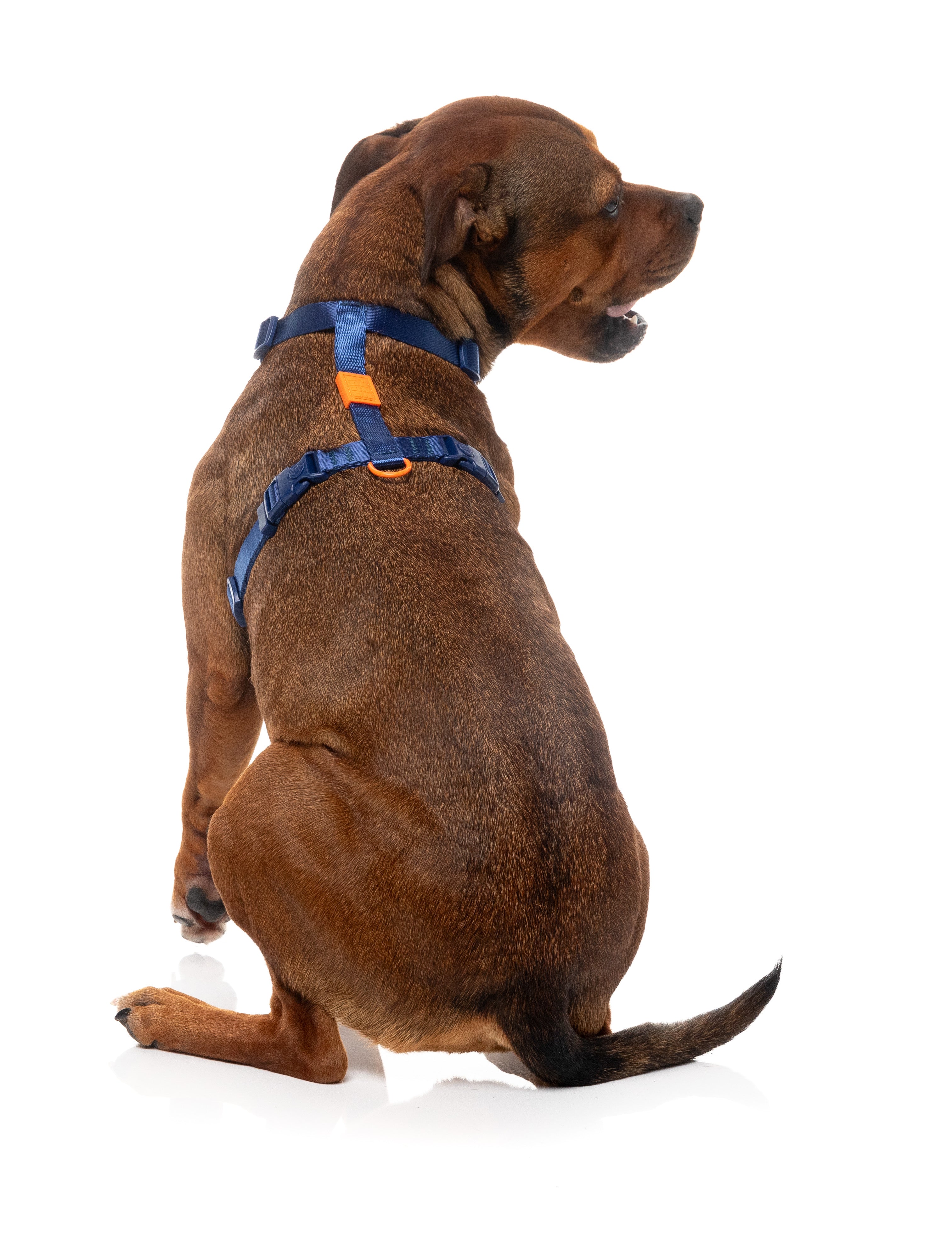 Sugar Rush H Harness - Tangerine Twist