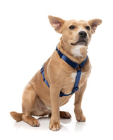 Sugar Rush H Harness - Tangerine Twist