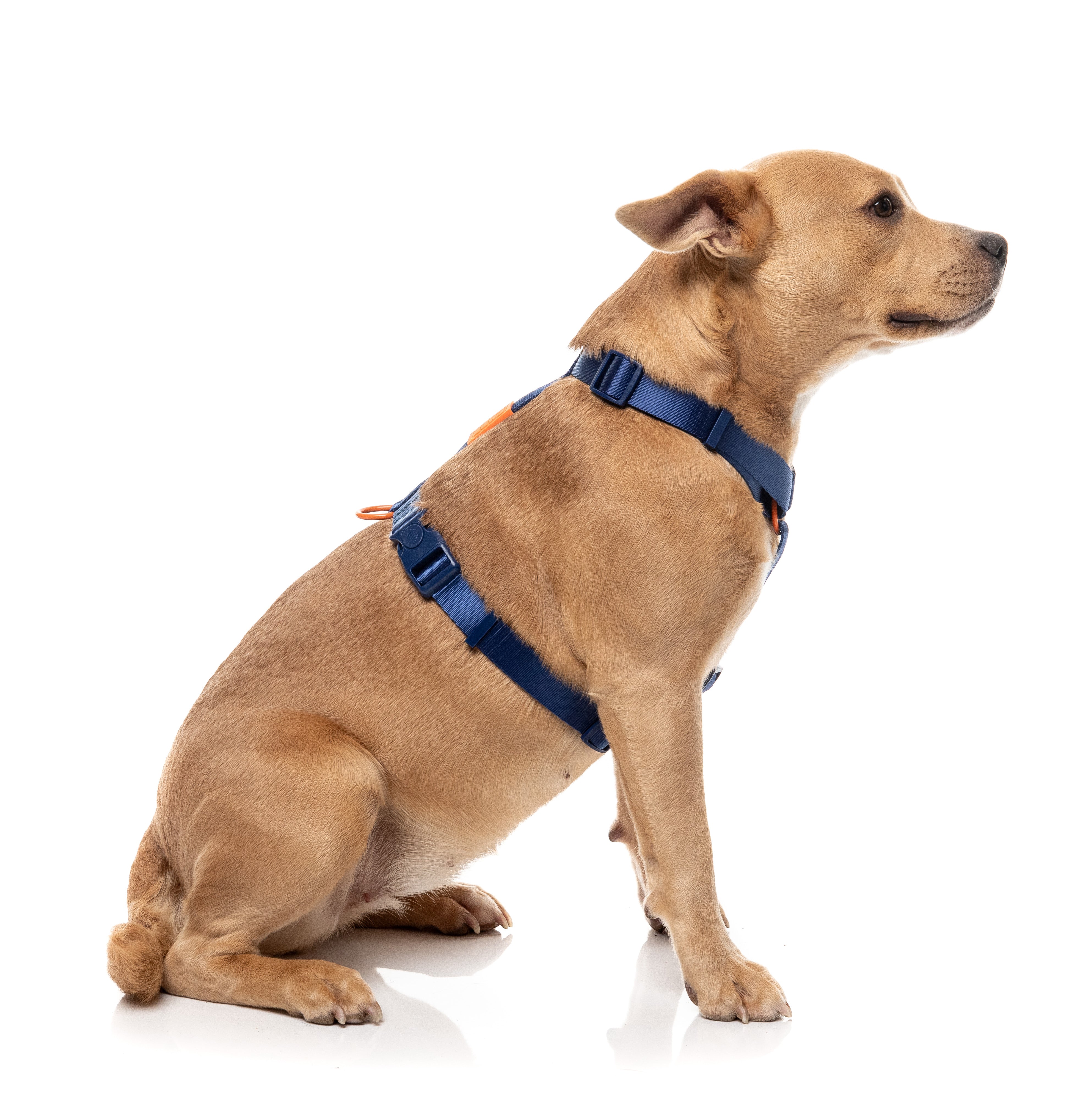Sugar Rush H Harness - Tangerine Twist