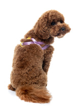Sugar Rush Comfort Harness - Sherbet Pop