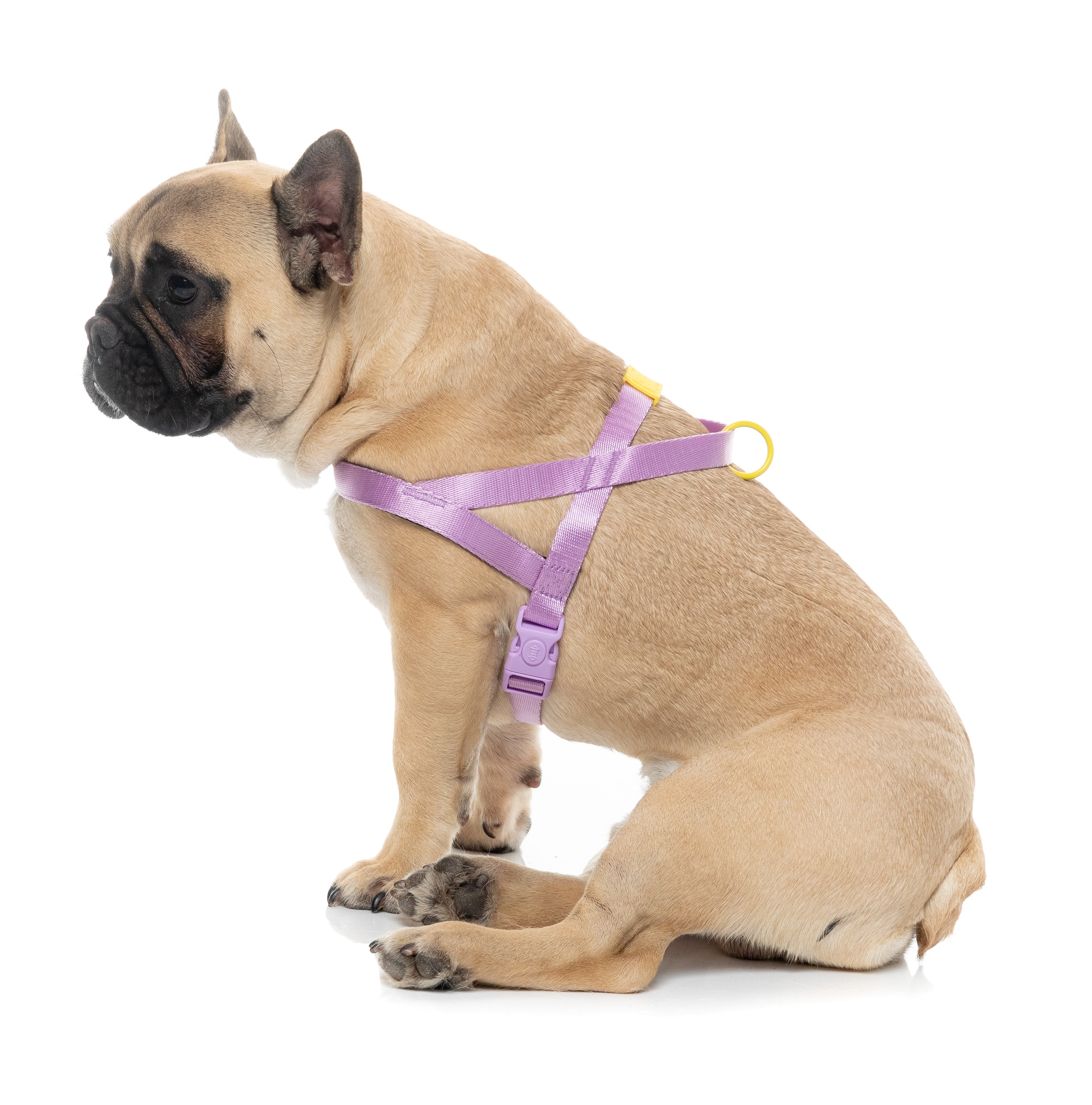 Sugar Rush Comfort Harness - Sherbet Pop