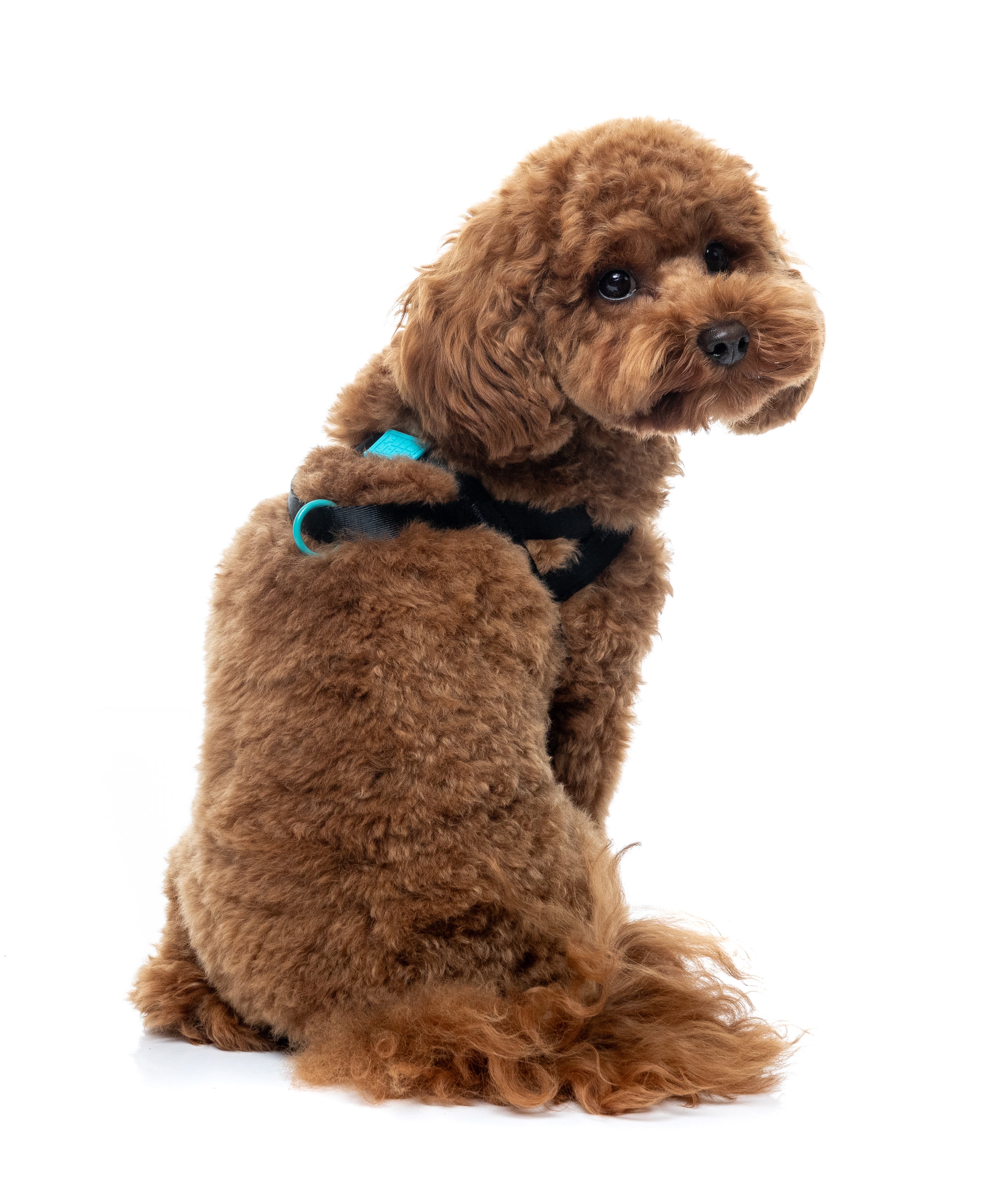 Sugar Rush Comfort Harness - Electric Freeze