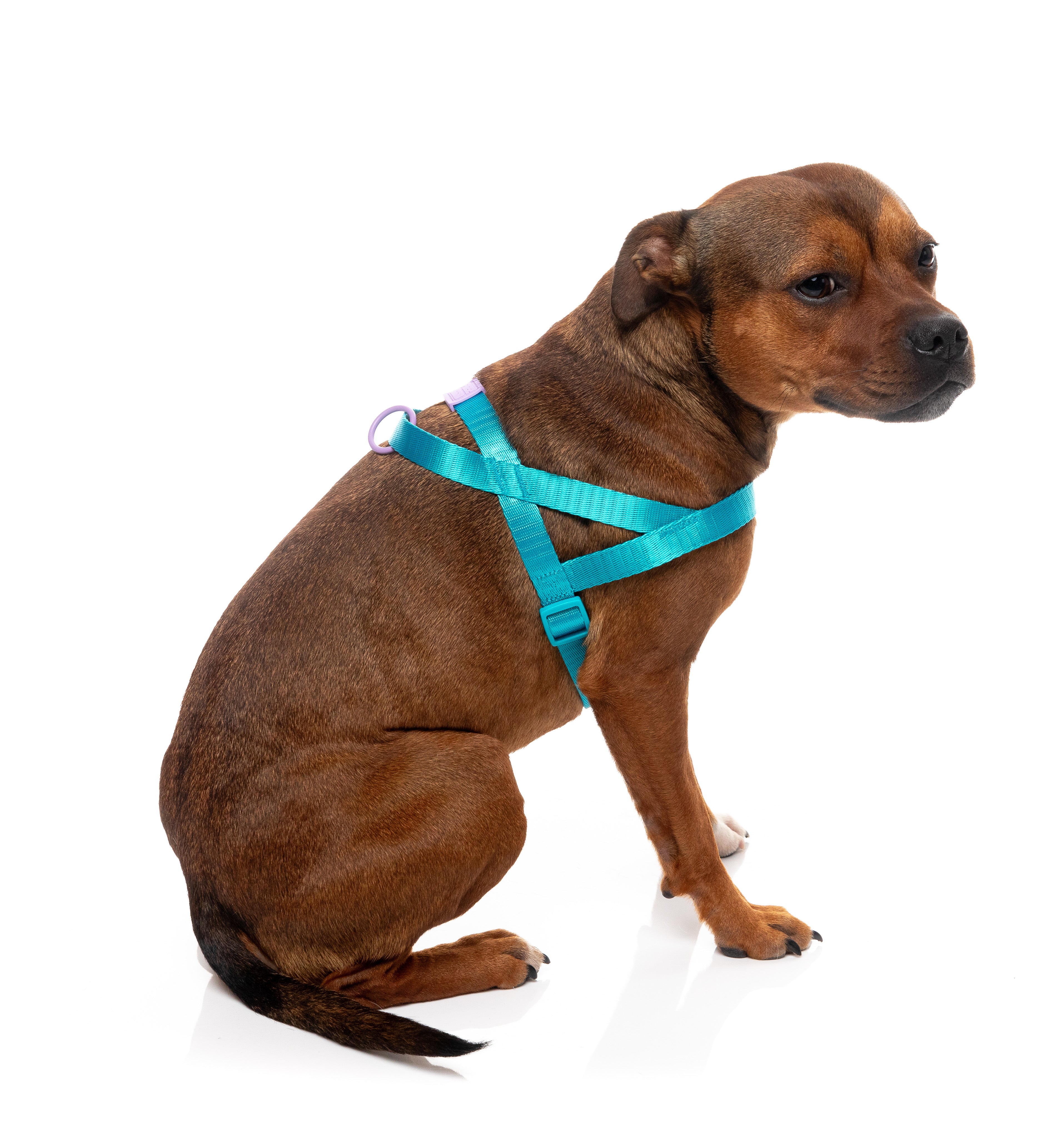 Sugar Rush Comfort Harness - Sugar Cloud