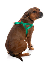 Sugar Rush Comfort Harness - Sour Patch