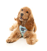 Mint Fizz - Dog Step In Harness