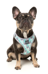 Mint Fizz - Dog Step In Harness