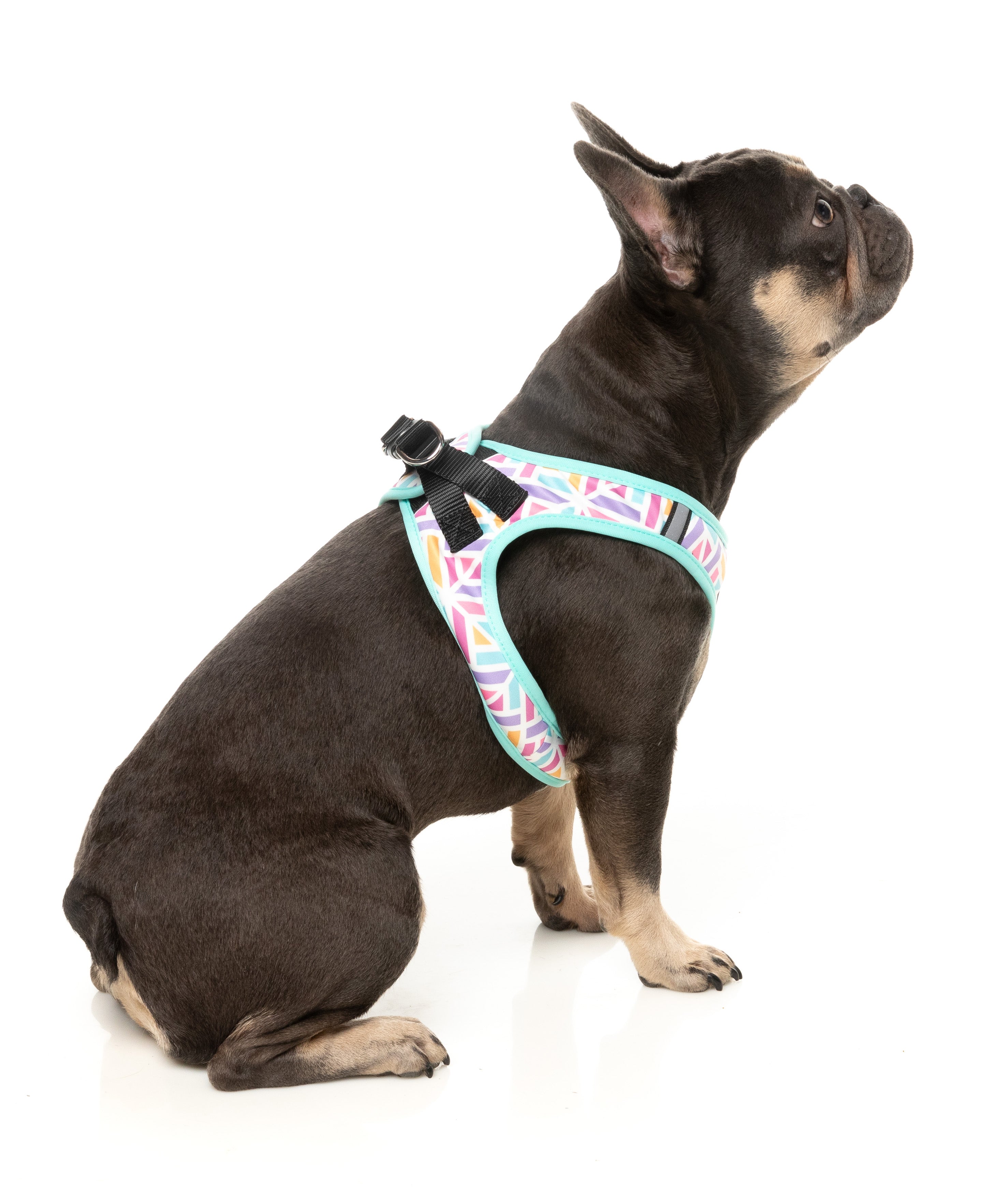 Bubblegum Burst - Dog Step In Harness