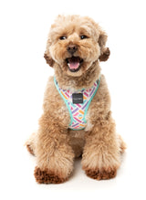 Bubblegum Burst - Dog Step In Harness