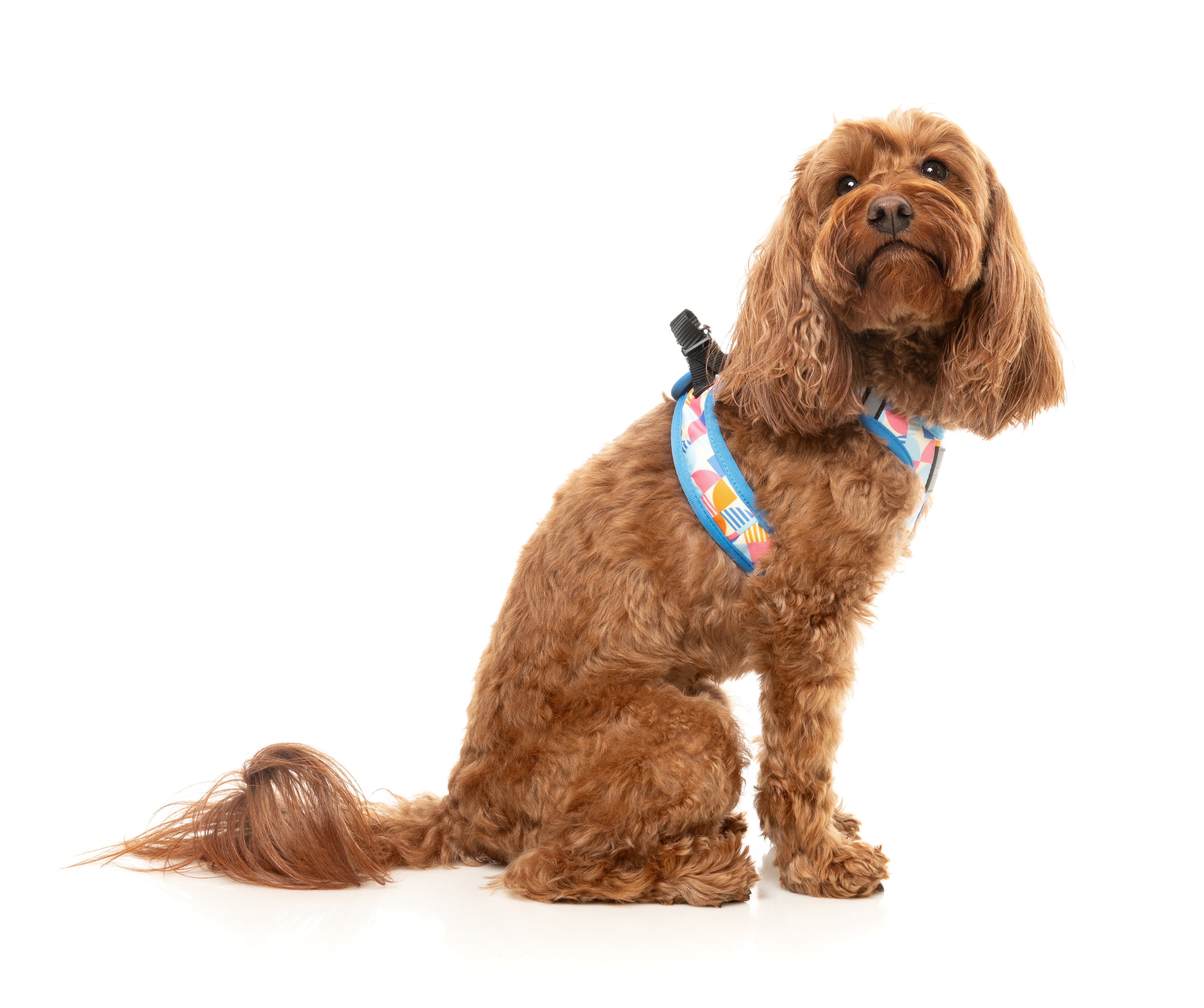 Fresh Zest - Dog Step In Harness