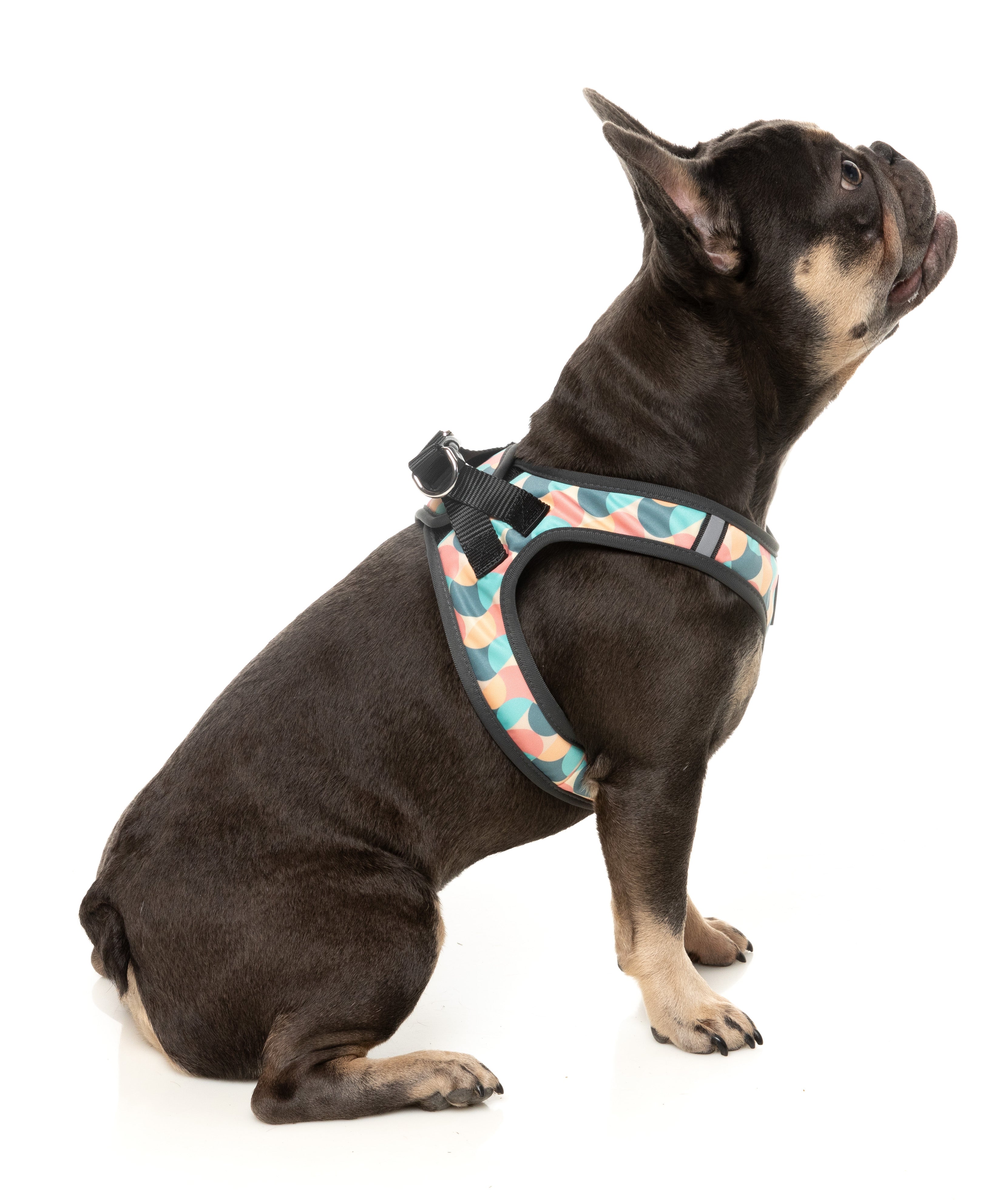 Carioca - Dog Step In Harness