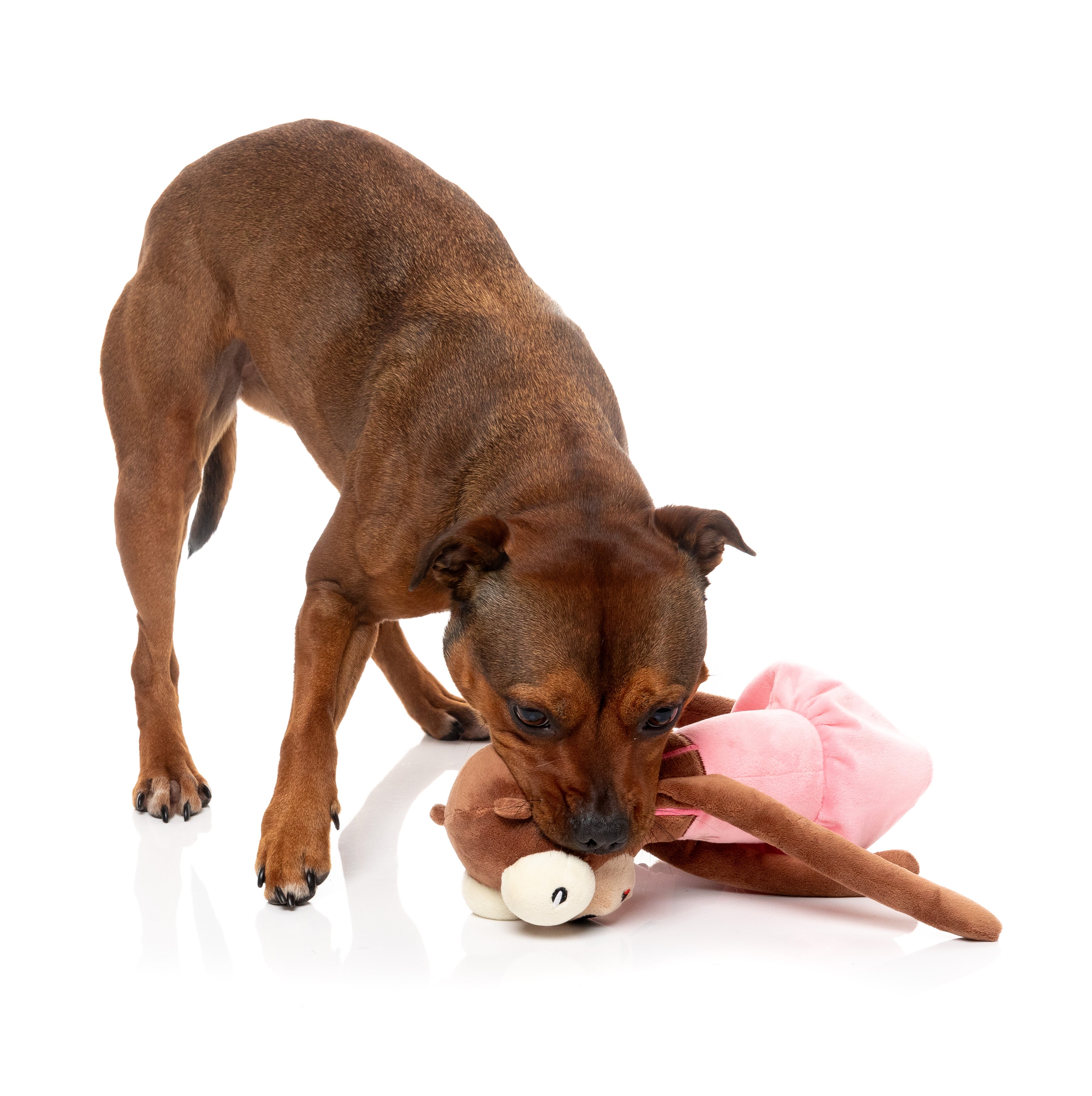 Dog Toy - Billie The Bear-Larina