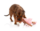 Dog Toy - Billie The Bear-Larina