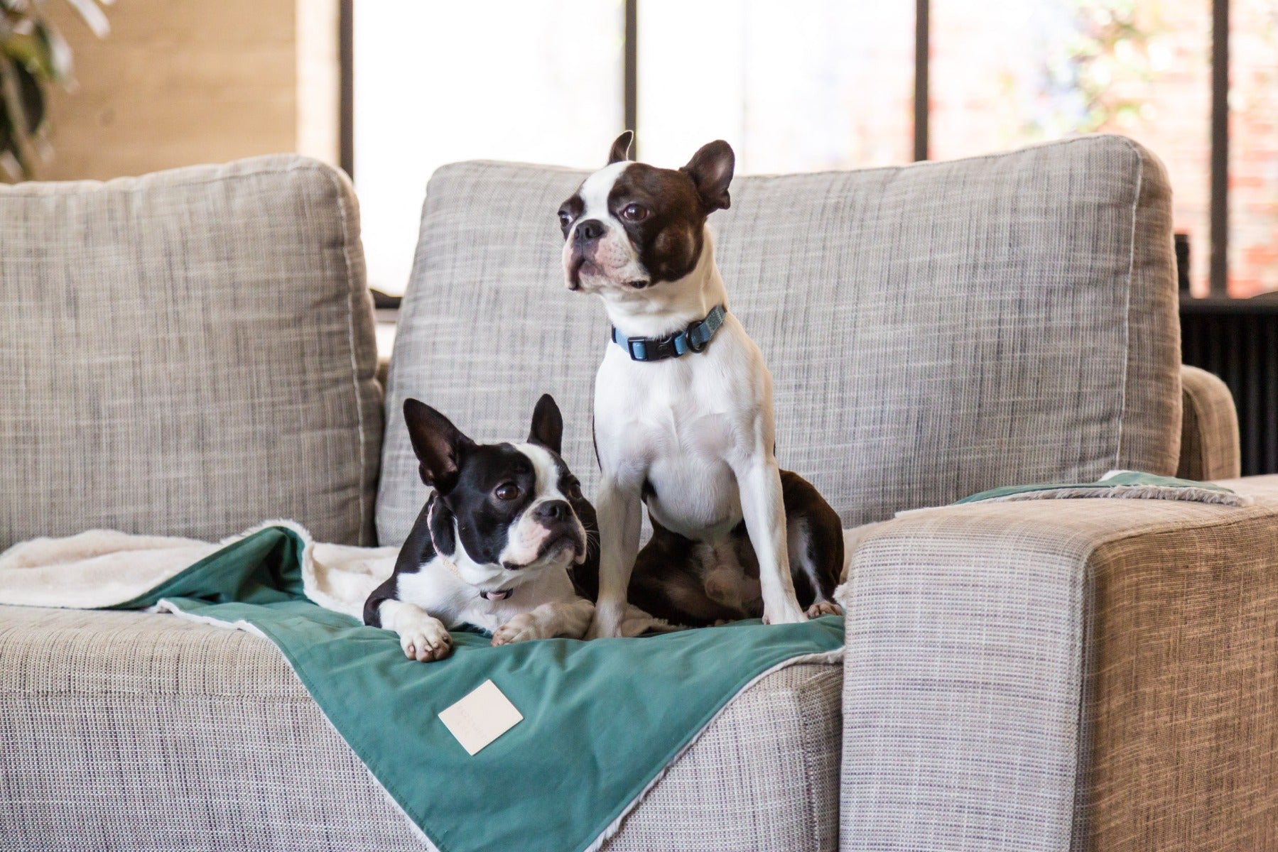Pet Blanket - Myrtle Green - FuzzYard Life