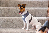 FuzzYard Life Harness - Slate Grey