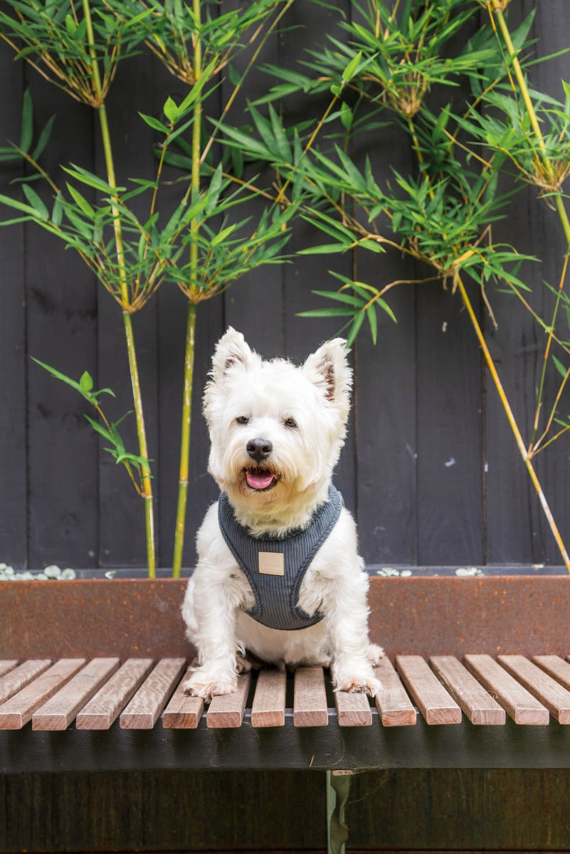 Corduroy Step In Harness - Slate Grey by FuzzYard Life