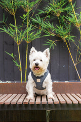 Corduroy Step In Harness - Slate Grey by FuzzYard Life