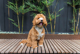 Corduroy Harness - Sandstone by FuzzYard Life