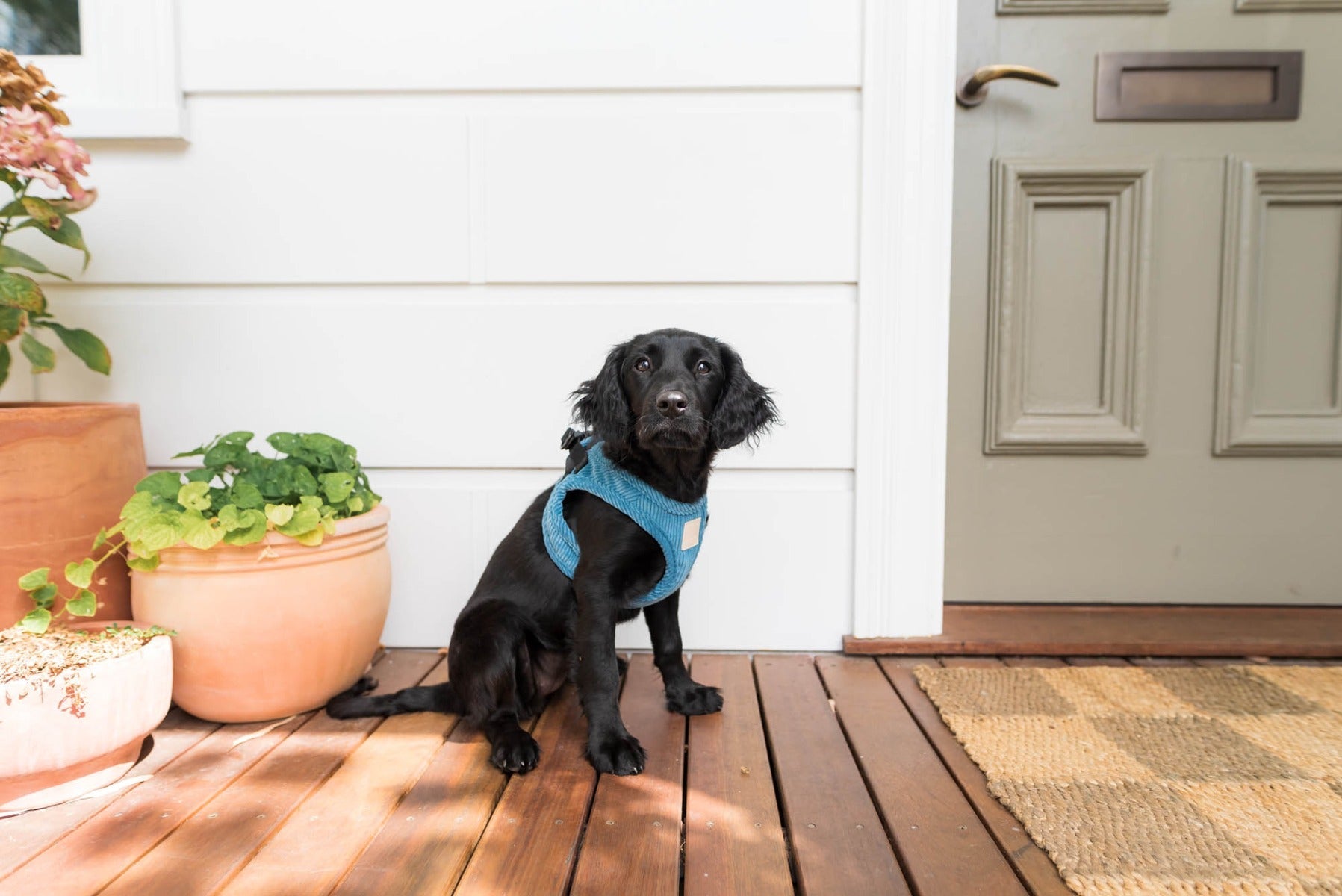 Corduroy Step In Harness - French Blue by FuzzYard Life