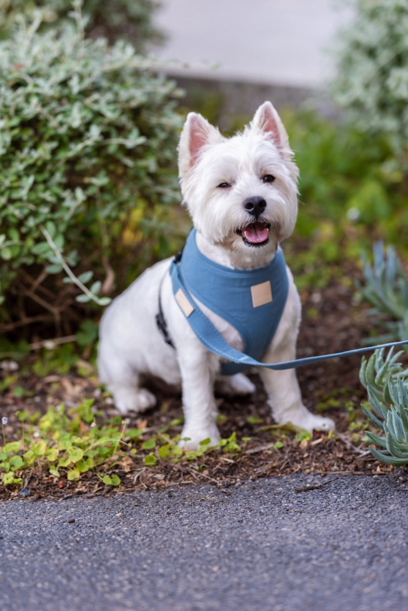 FuzzYard Life Harness - French Blue