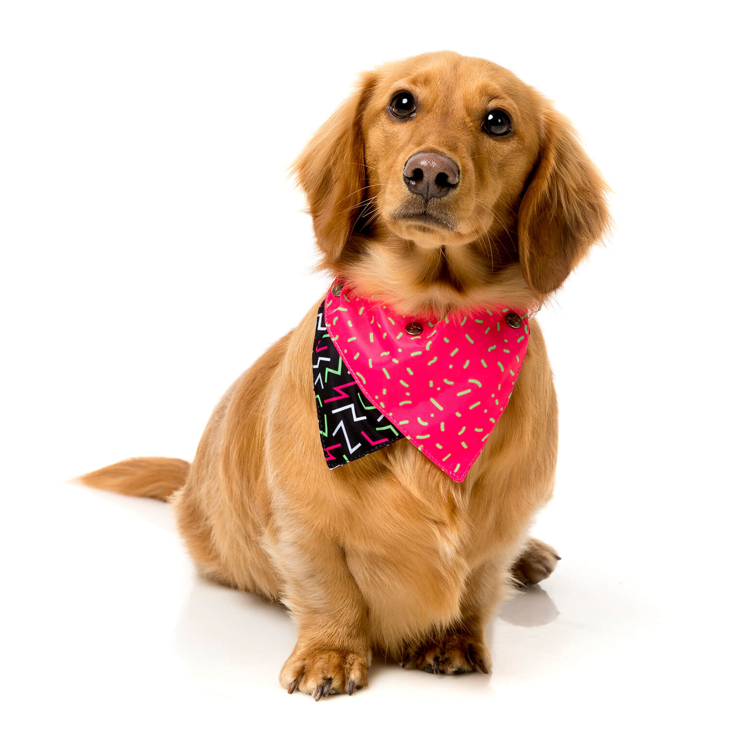Juicy Pet Bandana