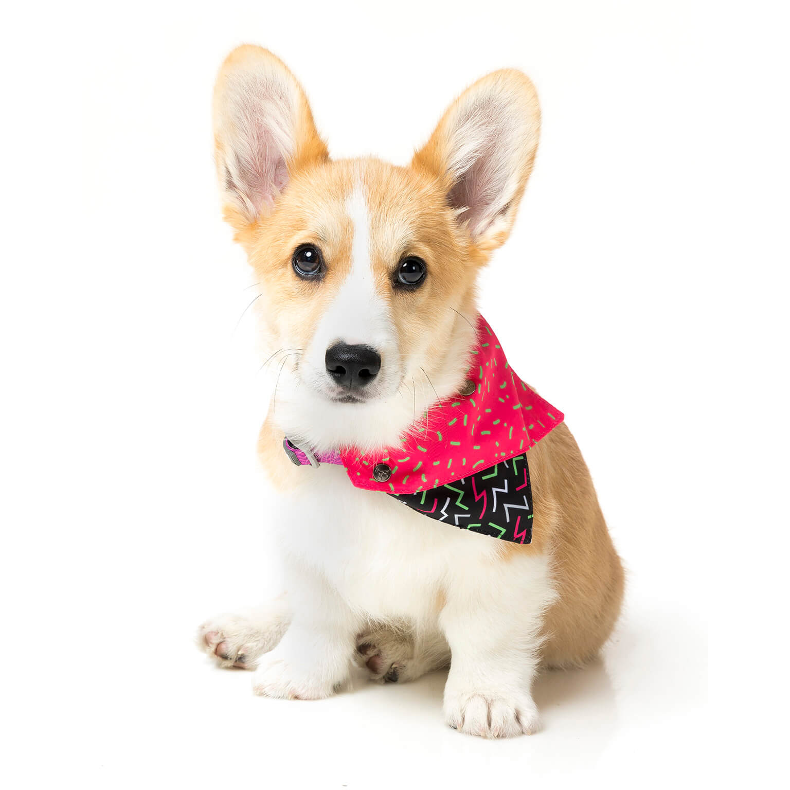 Juicy Pet Bandana