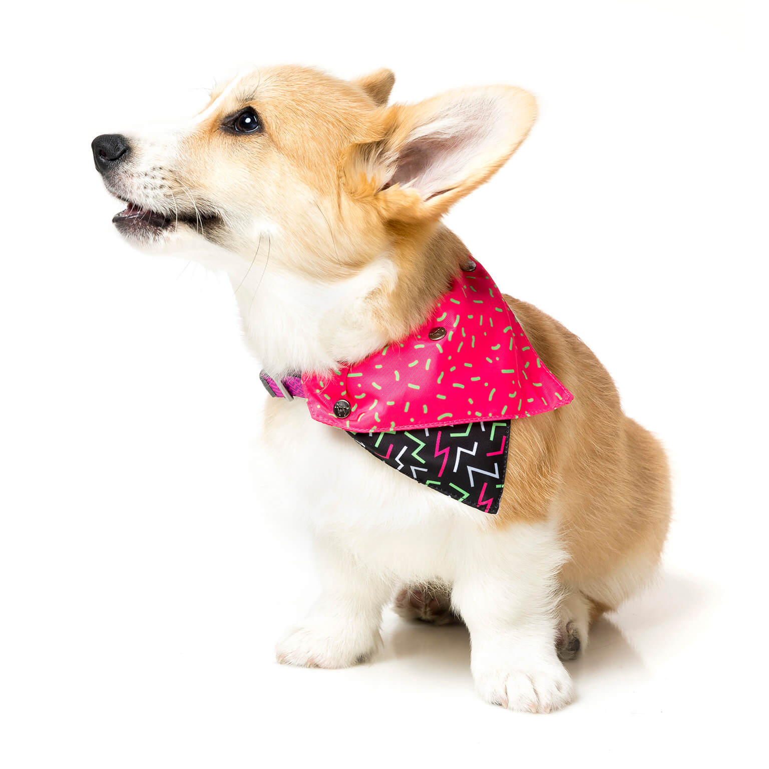 Juicy Pet Bandana