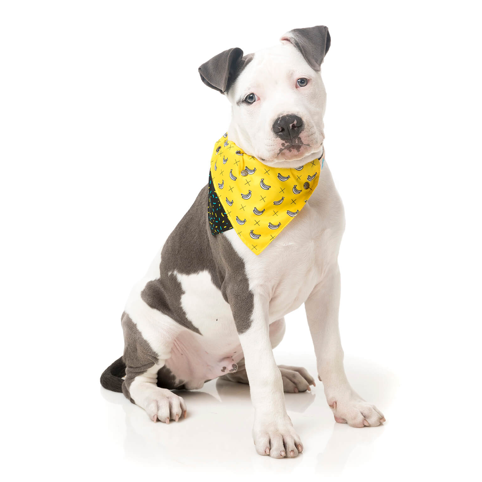 Monkey Mania Pet Bandana
