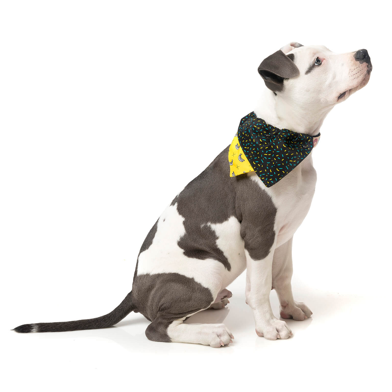 Monkey Mania Pet Bandana