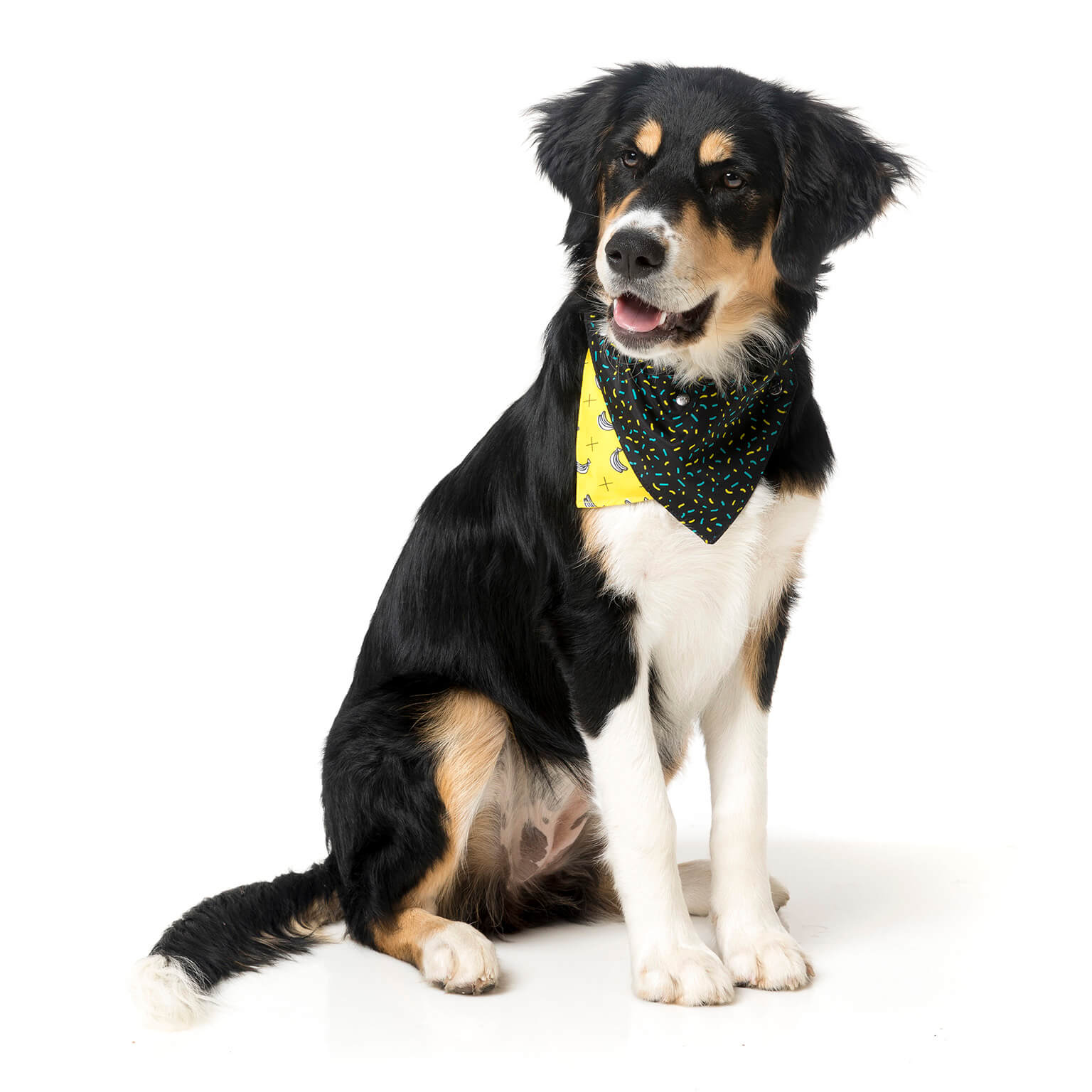Monkey Mania Pet Bandana