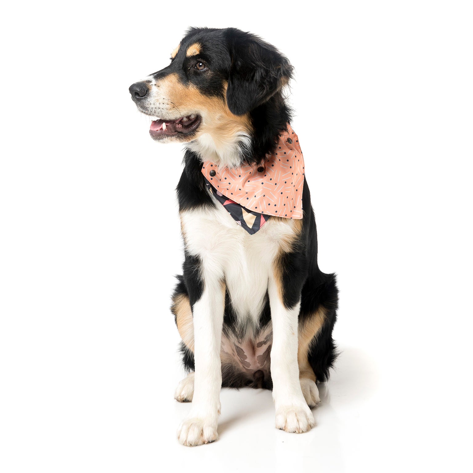 Rad Pet Bandana