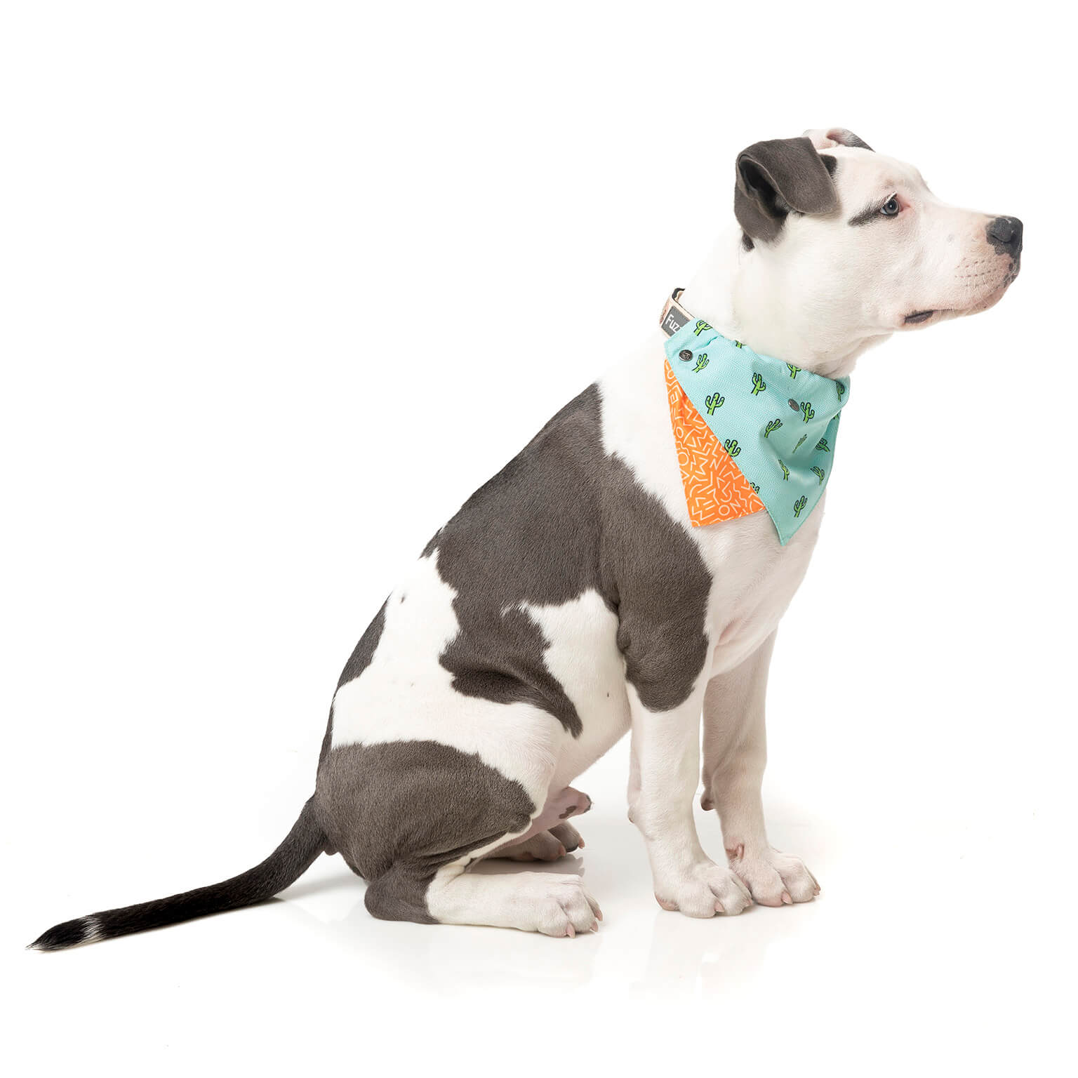 Tucson Pet Bandana