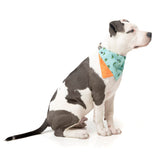 Tucson Pet Bandana