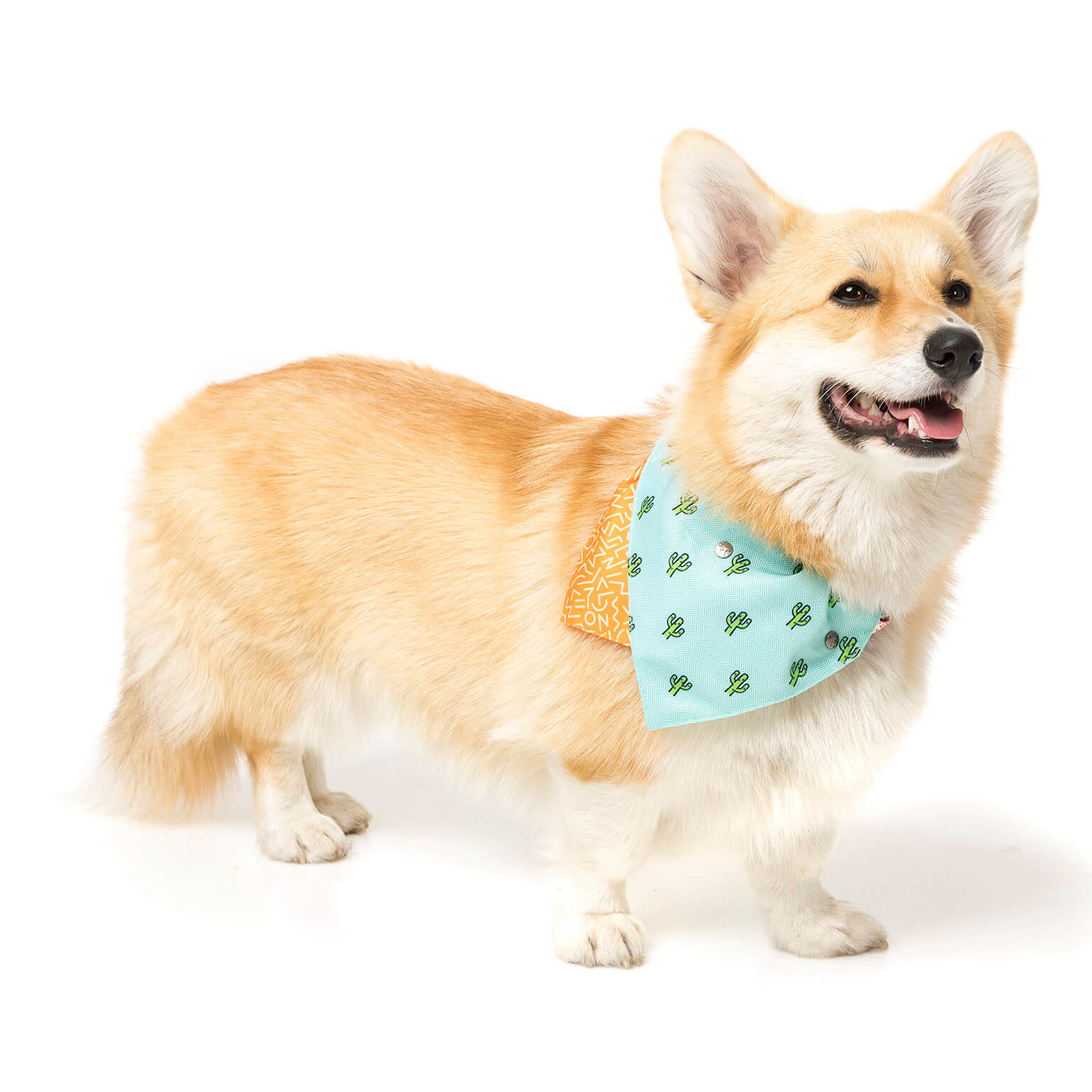 Tucson Pet Bandana