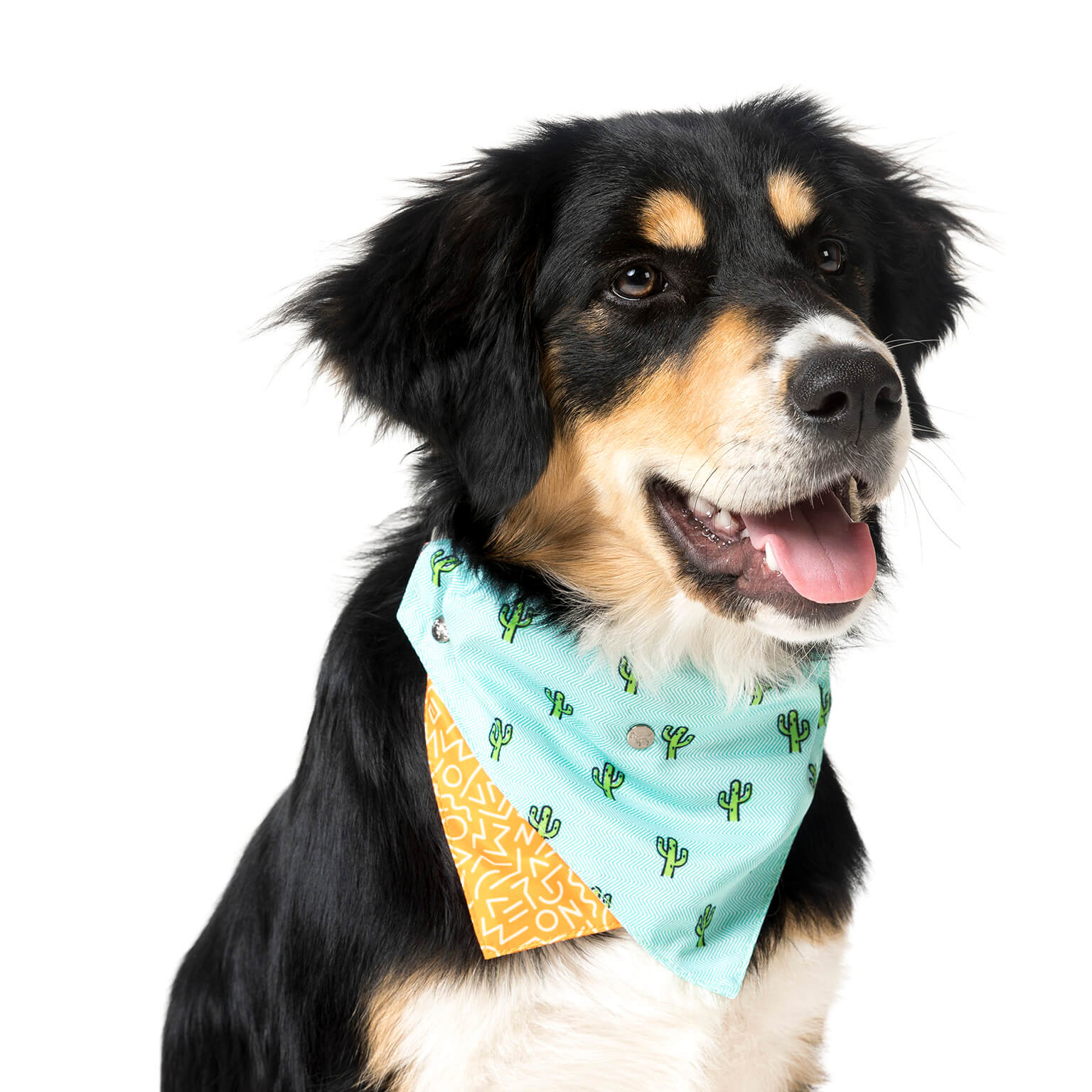 Tucson Pet Bandana