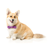 Prince Pet Bow Tie