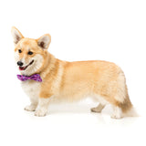 Prince Pet Bow Tie