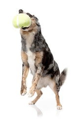 Tennis Ball - Dog Toy by FuzzYard