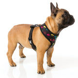 FuzzYard dog harness with multi colour space raiders