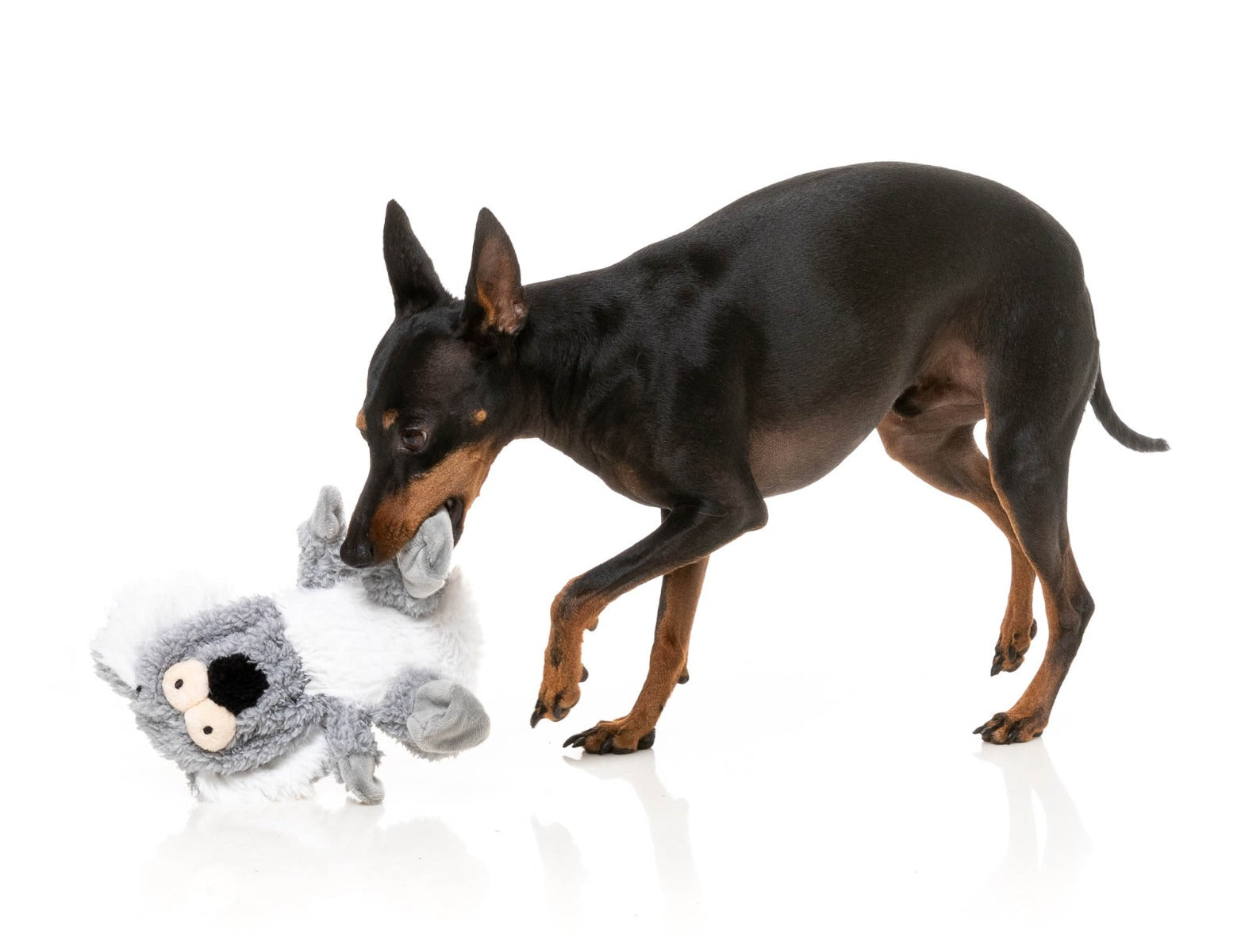 Dog Toy Flat Out Nasties - Kana the Koala by FuzzYard